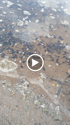 Park «Coon Rapids Dam Regional Park», reviews and photos, 9750 Egret Blvd NW, Coon Rapids, MN 55433, USA