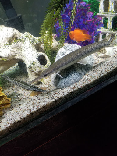 Pet Supply Store «PetSmart», reviews and photos, 4005 Airport Fwy, Irving, TX 75062, USA