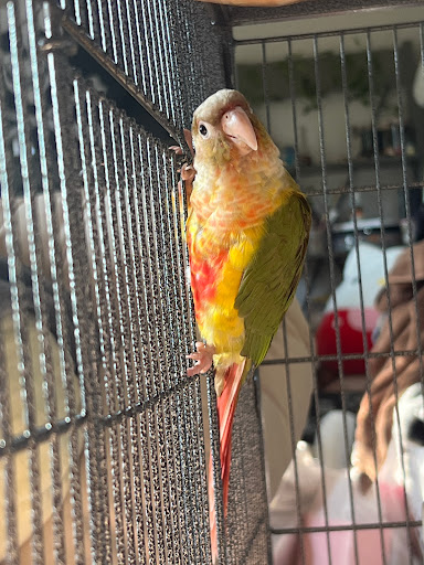 Bird Shop «Bird House», reviews and photos, 1020 NJ-18 E, East Brunswick, NJ 08816, USA