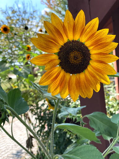 Produce Market «Didier Farms», reviews and photos, 16678 Aptakisic Rd, Lincolnshire, IL 60069, USA