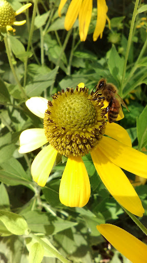 Plant Nursery «Wilcox Nursery», reviews and photos, 12501 Indian Rocks Rd, Largo, FL 33774, USA