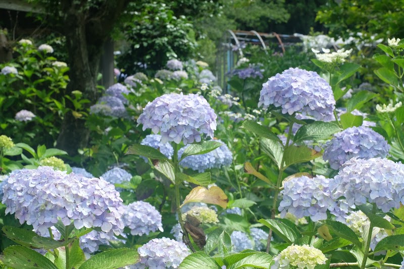 極楽寺 静岡県森町一宮 仏教寺院 神社 寺 グルコミ