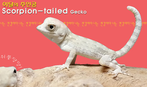 서울렙타일 희귀반려동물 파충류샵(Seoul Reptile)