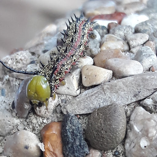 Park «Buckingham Community Center», reviews and photos, 4940 Buckingham Rd, Fort Myers, FL 33905, USA