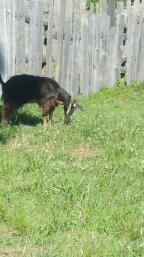 Museum «Mashpee Wampanoag Indian Museum», reviews and photos, 414 Main St, Mashpee, MA 02649, USA