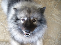 Jennifer's Full Care Pet Service - Photo 3 - Car repair in La Jolla, CA, San Diego