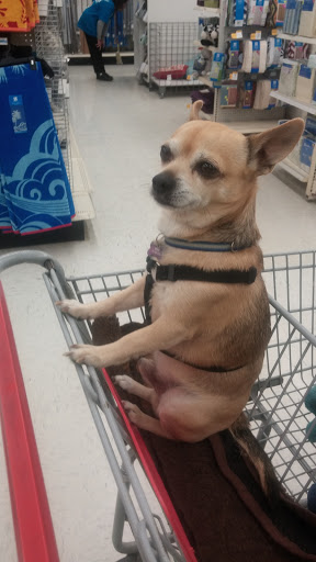 Discount Store «Kmart», reviews and photos, 2280 N Ocean Ave, Farmingville, NY 11738, USA