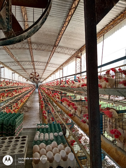 MARTINA distribuidora avícola