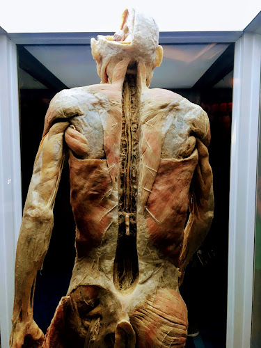 Bodies Cuerpos Humanos Reales Exhibición
