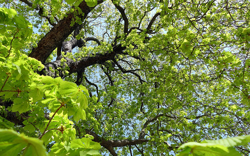 Cámbium arboricultura