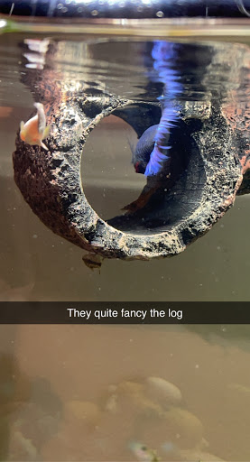 Pet Supply Store «Pet Supplies Plus», reviews and photos, 30450 Lakeshore Blvd, Willowick, OH 44095, USA