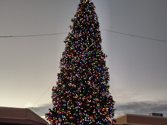 Largest Christmas Tree