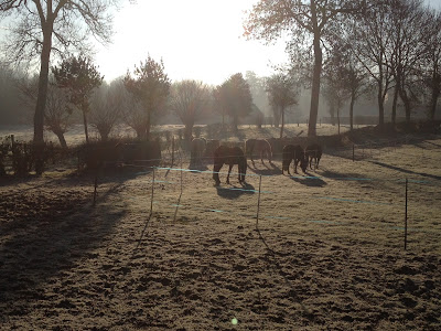 AssoCheval à Hautecloque