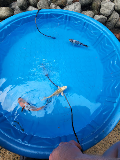 Koi Enterprise image