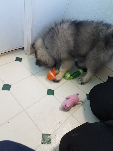 Pet Store «Friendly Pets», reviews and photos, 625 Friendly Center Rd, Greensboro, NC 27408, USA