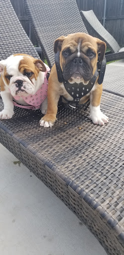 Pet Supply Store «Pet Supplies Plus», reviews and photos, 1031 Northwest Hwy, Garland, TX 75041, USA