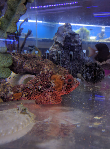 Tropical Fish Store «Austin Aqua-Dome», reviews and photos, 1604 Fortview Rd, Austin, TX 78704, USA