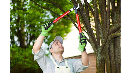Year Round Yonkers Tree Removal Service