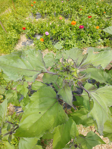 Farm «Heron Pond Farm», reviews and photos, 299 Main Ave, South Hampton, NH 03827, USA