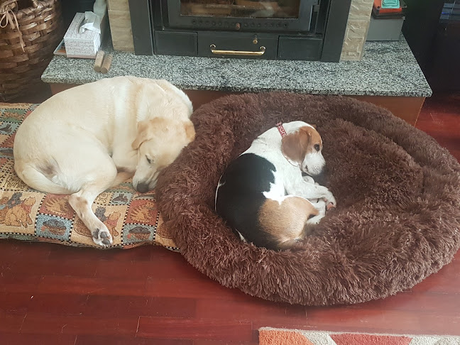 Avaliações doClínica Veterinária de Rio Tinto em Gondomar - Veterinário