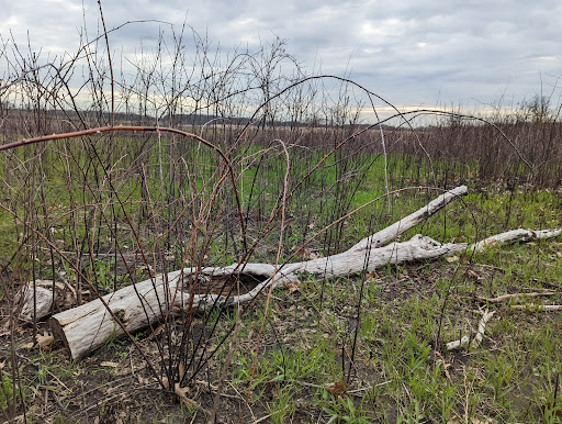 Nature Preserve «Shoe Factory Road Prairie Nature Preserve», reviews and photos, Shoe Factory Rd, Hoffman Estates, IL 60192, USA