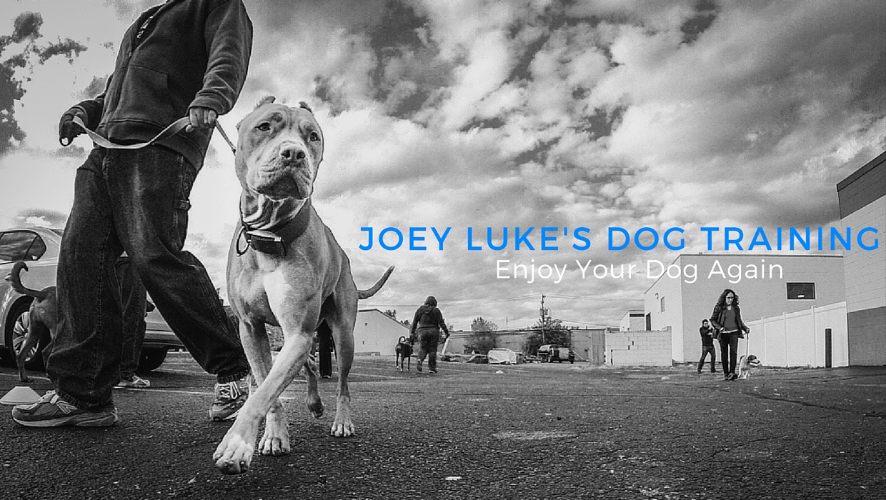 Joey Luke's Dog Training