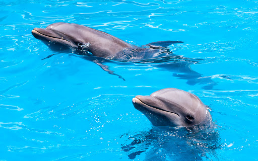 Aquarium «Miami Seaquarium», reviews and photos, 4400 Rickenbacker Causeway, Key Biscayne, FL 33149, USA