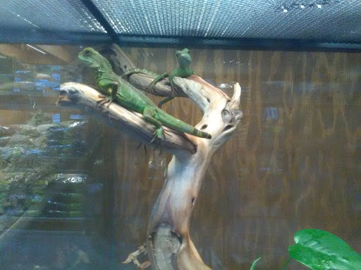 Pet Store «Lost Realms Pets», reviews and photos, 8059 N Cedar Ave, Fresno, CA 93720, USA