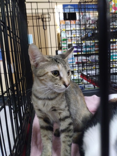 Pet Supply Store «PetSmart», reviews and photos, 4510 S US Hwy 17 92, Casselberry, FL 32707, USA