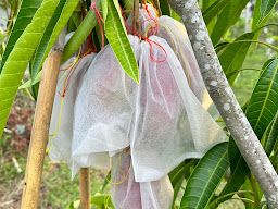 เกษตร ลุงต๋อย