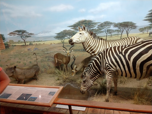 International Wildlife Museum