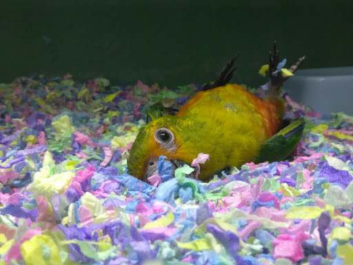 Pet Store «Off The Hook Exotics Pet Shop», reviews and photos, 926 5th Ave, Coraopolis, PA 15108, USA