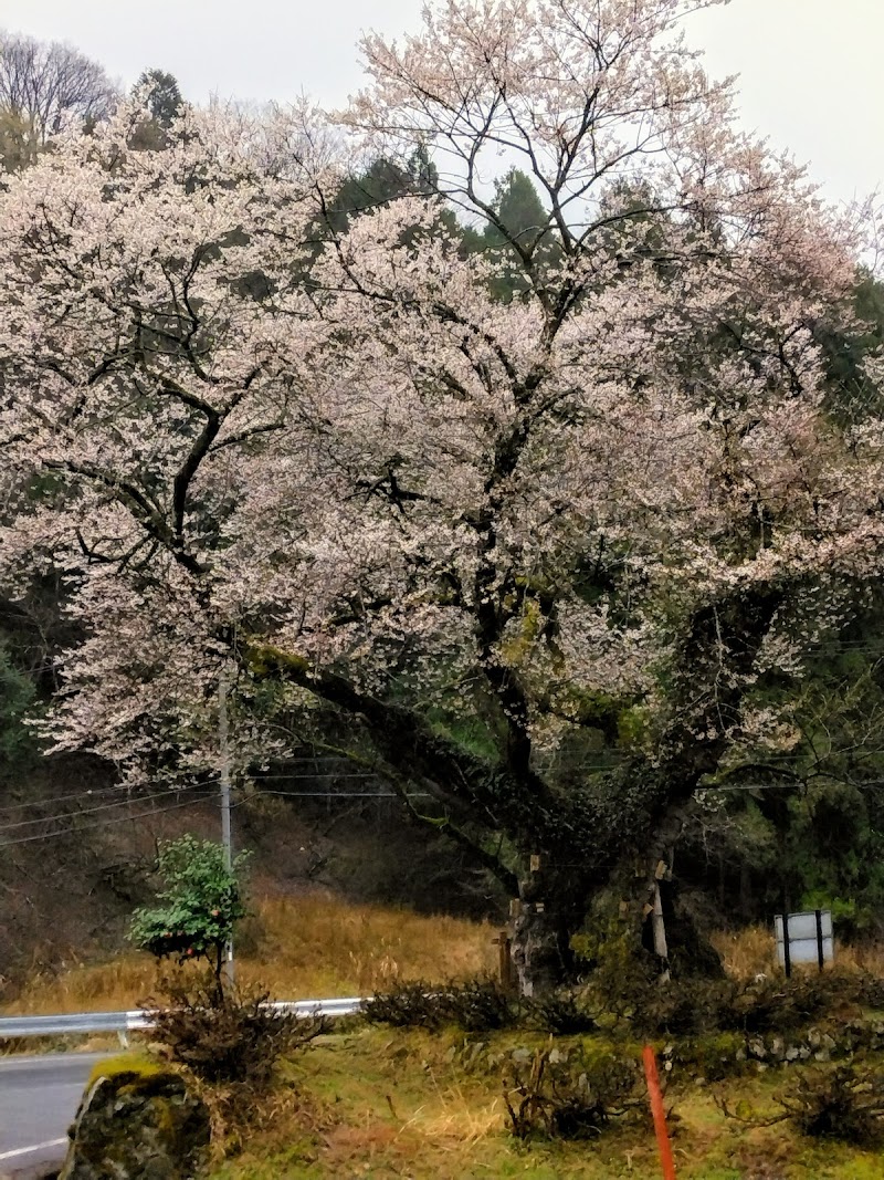 はじかみ神社のおまき桜