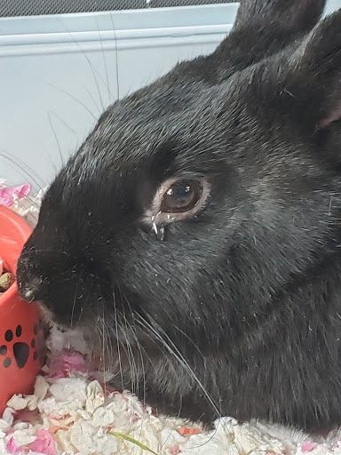 Pet Store «Market Street PET DEPOT», reviews and photos, 2979 S Market St, Gilbert, AZ 85295, USA