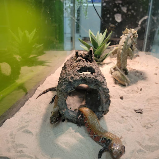 Pet Store «Coral Reef Pet Center», reviews and photos, 7723 W Lawrence Ave, Norridge, IL 60706, USA