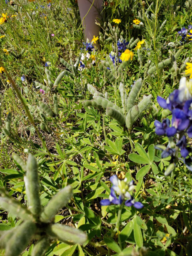 Nature Preserve «Bracken Cave Preserve (Bat Conservation International Inc Events)», reviews and photos, 26101 FM3009, San Antonio, TX 78266, USA