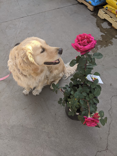 Home Improvement Store «The Home Depot», reviews and photos, 3200 Puente Ave, Baldwin Park, CA 91706, USA