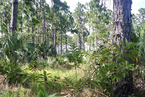 Pine Shore Pineland Preserve