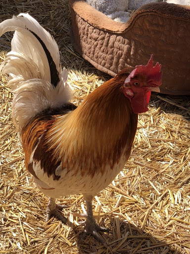 Zoo «Jr Pony Parties», reviews and photos, 1744 N Leonard Ln, Las Vegas, NV 89108, USA