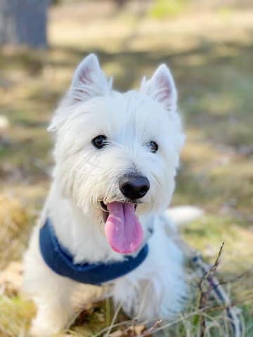 Insurance Agency «Jesse Johnson - State Farm Insurance Agent», reviews and photos