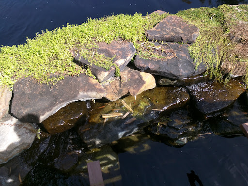 Zoo «Jacksonville Zoo and Gardens», reviews and photos, 370 Zoo Pkwy, Jacksonville, FL 32218, USA