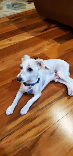 Pet Supply Store «Petco Animal Supplies», reviews and photos, 175 Grandview Blvd #600, Madison, MS 39110, USA