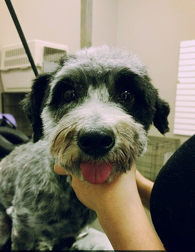 Pet Groomer «Spoiled Petz Pet Store and Grooming», reviews and photos, 12030 Donner Pass Rd #1, Truckee, CA 96161, USA