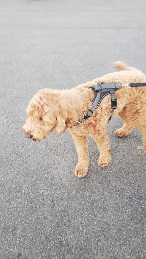 Pet Supply Store «PetSmart», reviews and photos, 1550 Butterfield Rd, Downers Grove, IL 60515, USA