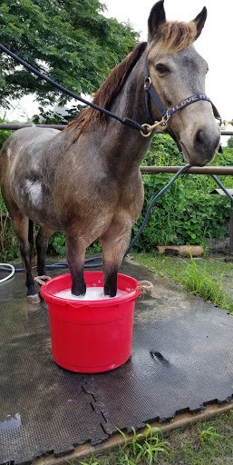 Aloha Riding Lessons