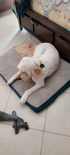 Pet Groomer «Furry Tails Pet Grooming», reviews and photos, 865 Cypress Pkwy, Poinciana, FL 34759, USA