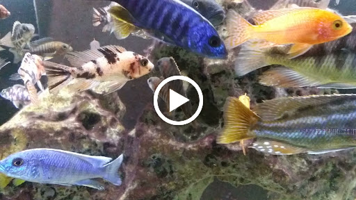 Tropical Fish Store «Salty Fish Aquariums», reviews and photos, 5535 Brewster St, San Antonio, TX 78233, USA