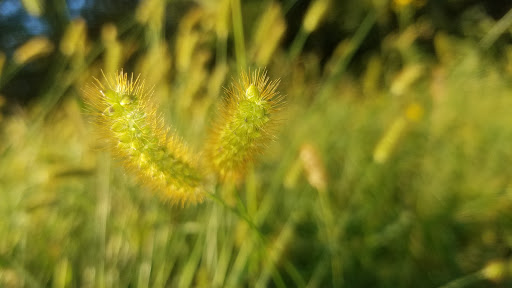 Nature Preserve «Sauk Trail Woods», reviews and photos, 3028 Forest Preserve Dr, Chicago Heights, IL 60411, USA