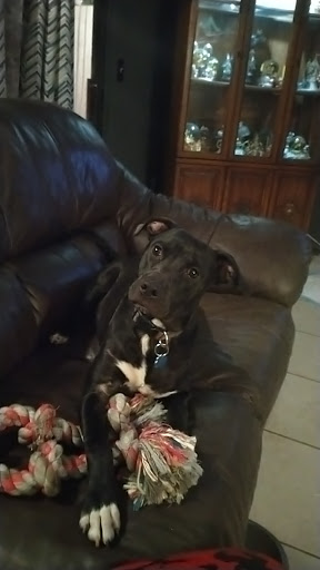 Pet Supply Store «Pet Supermarket», reviews and photos, 7822 Gall Blvd, Zephyrhills, FL 33541, USA