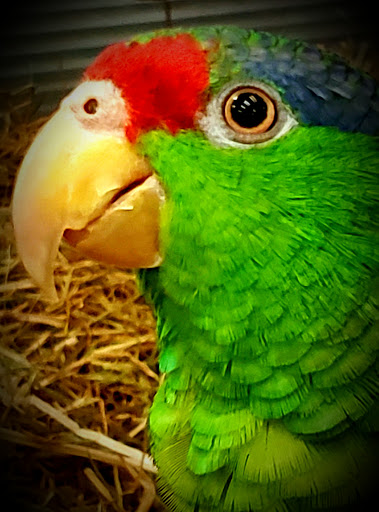 Pet Store «Parrots Of The World Aquarium and Pet Center», reviews and photos, 316 Sunrise Hwy #1, Rockville Centre, NY 11570, USA